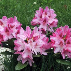 ����: ������� �����