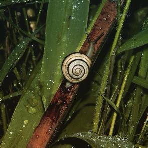 Фото: Snail