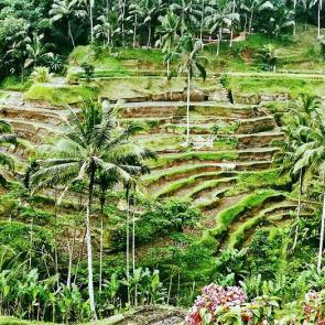 : rice terrace