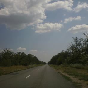 Фото: Лесополоса