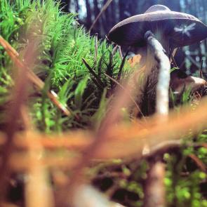 : Miracle Mushroom