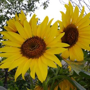 : Sunflower