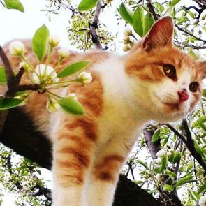 : sunny cat