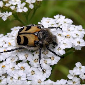 ����: �� ��� ���