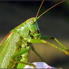 ����: ������