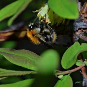 : Bumblebee