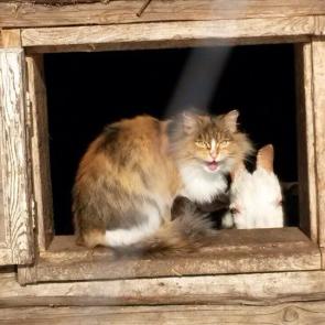 ����: ������