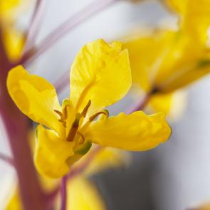 : Yellow flower closeup.