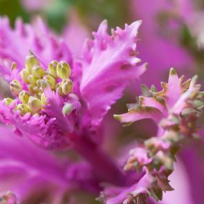 : Flower bud lettuce closeup.