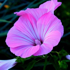 ����: ��������� �������