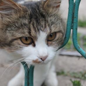 Фото: Ох,уж эти коты !