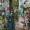 Wombatik